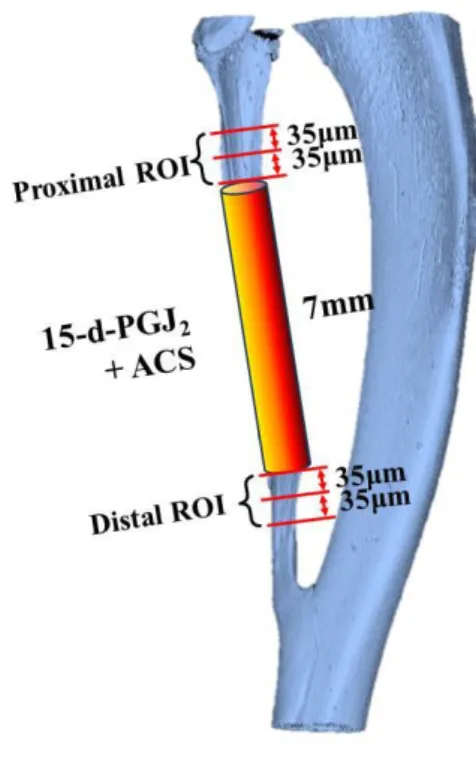 Figure  5.  Region  of  interest  (ROI).  Interval  of  the  each  ROI  layer  is  35μm
