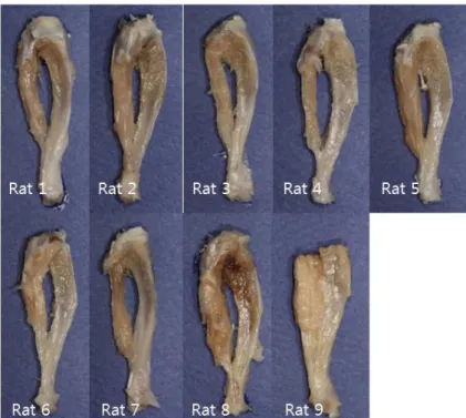 Figure 7. Experimental group at 4week 