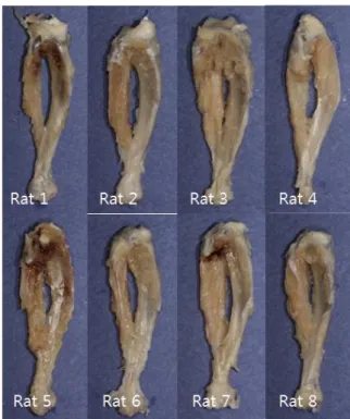 Figure 9. Experimental group at 8week. 
