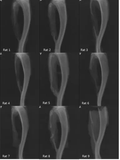 Figure 11. Radiographic findings at 4 week experimental group on Right site. Bony  change at the cutting margin is observed