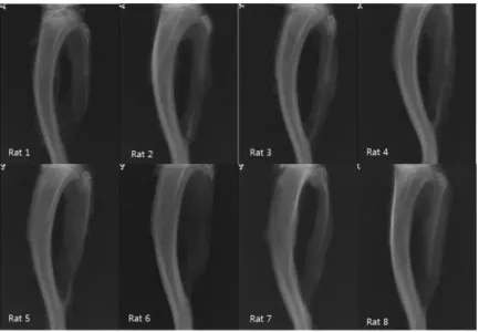 Figure 12. Radiographic findings at 8 week control group on Left site. All of them  shows  non-calcified  connection  and  cutting  margin  is  sharpened  and  irregular