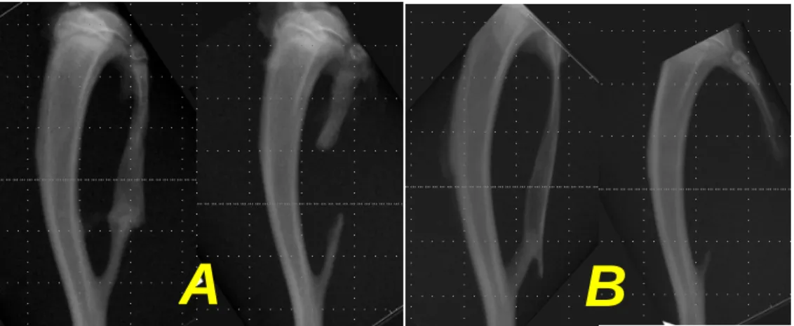 Figure 5. Micro-CT finding (3D reconstruction imaging) 