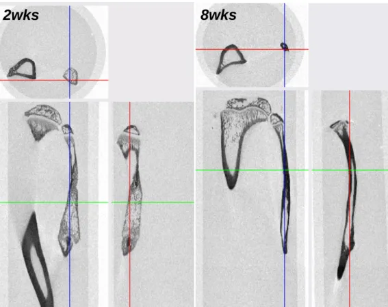 Figure 6. Micro-CT finding : Longitudinal &amp; Cross sectional view   
