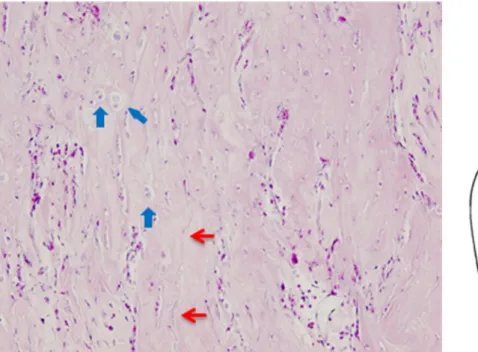Figure 13. x200 magnification of 2weeks group : Experimental area  Blue arrows : chondrocyte 