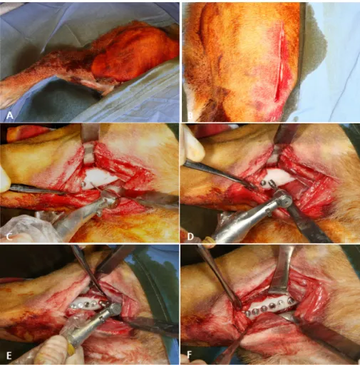 Figure 2. Procedure of implant installation (self drilling type) 