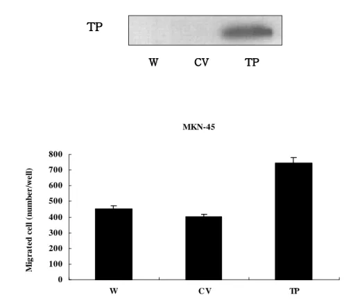 Figure  3.  The  effect  of  thymidine  phosphorylase  (TP)  on  tumor Figure  3.  The  effect  of  thymidine  phosphorylase  (TP)  on  tumor Figure  3