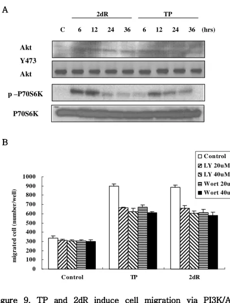 Figure  9.  TP  and  2dR  induce  cell  migration  via  PI3K/Akt  Figure  9.  TP  and  2dR  induce  cell  migration  via  PI3K/Akt Figure  9