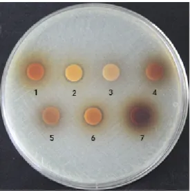 Fig.  1.  Anti-microbial  activity  against  E.  col.  KCTC  2571.  1,  black  garlic;  2,  black  bellflower  root;  3,  pine  powder;  4,  black  ginseng;  5,  chinese  yam;  6,  black  deodeok;  7,  black  leek.