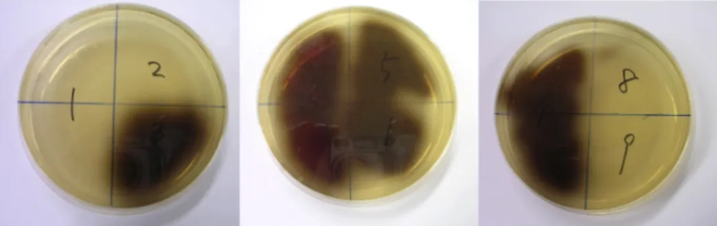 Fig.  1.  Screening  of  isolates  with  β-glycosidase  activity  using  esculin-MRS  media.