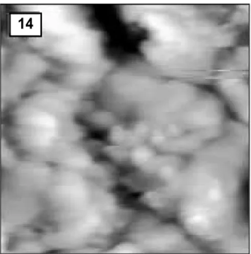 Figure 13.  AFM  image  of  hydroxyapatite  crystals  of remineralized enamel of group 2 at 30 ㎛ area from the surface layer (0.5㎛ × 0.5 ㎛)