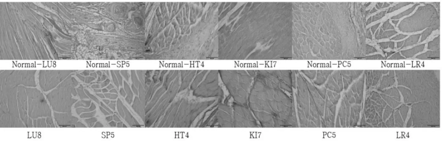 Fig.  2.  Representive  microphotographs  of  immunoreactivity  pattern  for  neuronal  nitric  oxid  esynthase(nNOS)  in  rats
