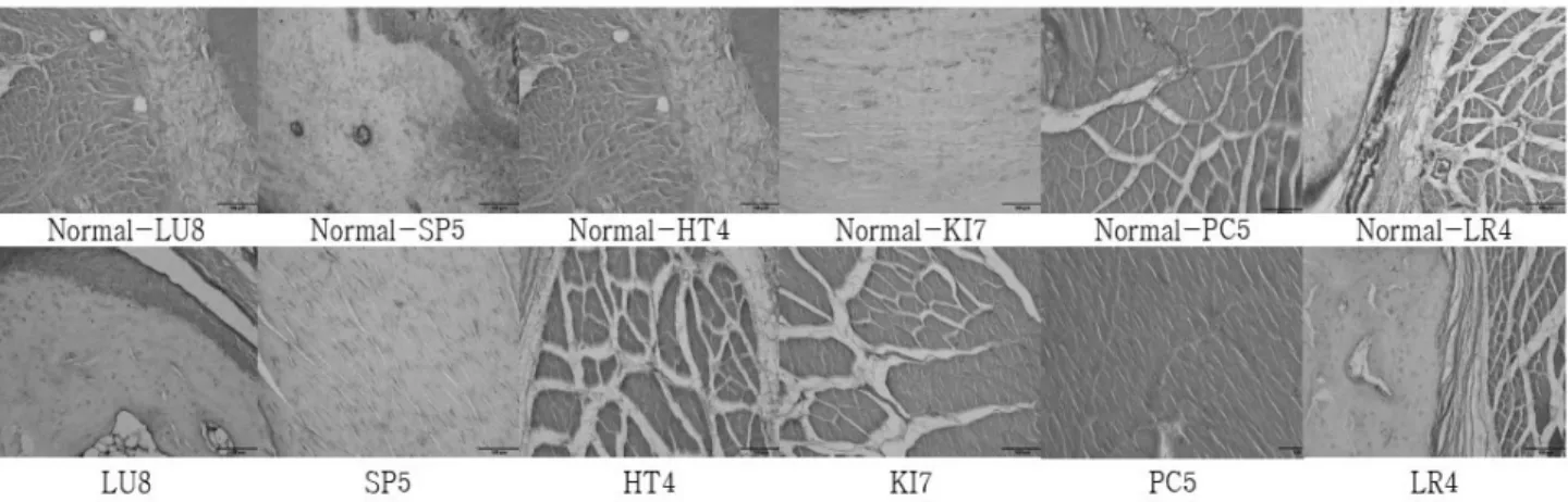 Fig.  6.  Representive  microphotographs  of  immunoreactivity  pattern  for  endothelial  nitric  oxide  synthase(eNOS)  in  rats