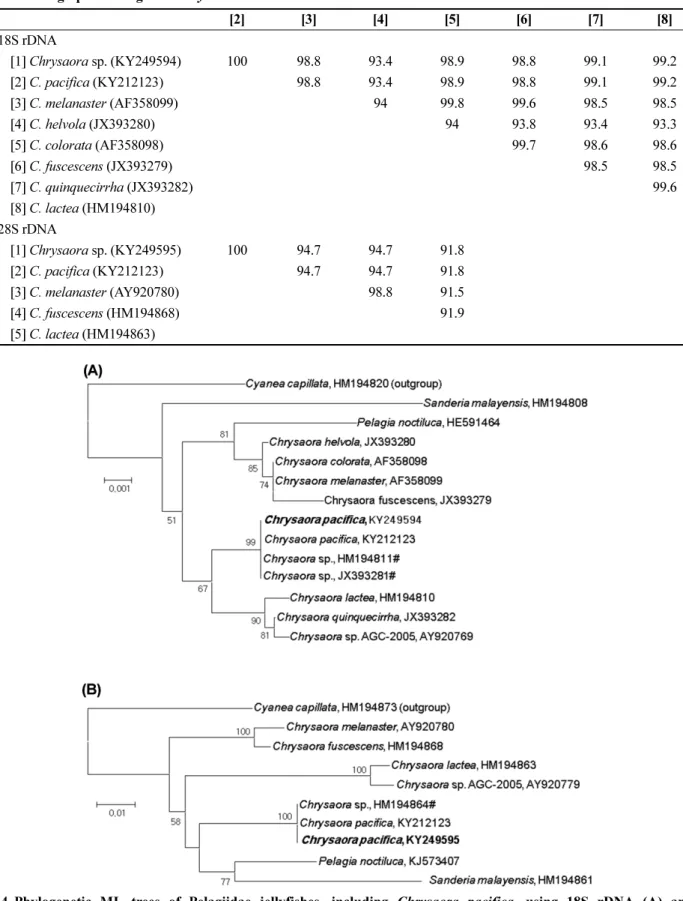 Table 2. Pairwise genetic distances calculated for the regions of 18S (nearly complete) and 28S (partial sequence) among species of genus  Chrysaora