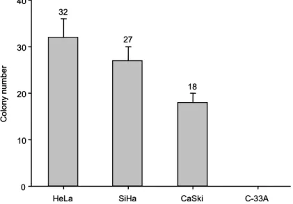 그림  4.  자궁경부암  세포주에서  soft  agar  assay를  이용한  생체외  집락  형성능  비교.  HeLa,  SiHa,  CaSki에서는  집락이  형성되었으나  C33A에서는  집락  형성이  없었다