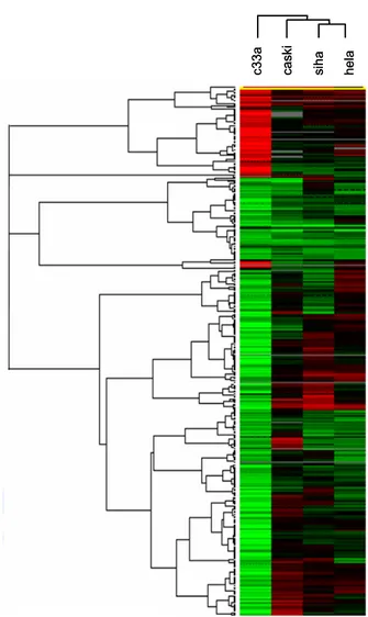 표  3.  cDNA  microarray  상  C33A  세포주에  특이한  유전자  중  COX-2와  관련있는  유전자 ꠧꠧꠧꠧꠧꠧꠧꠧꠧꠧꠧꠧꠧꠧꠧꠧꠧꠧꠧꠧꠧꠧꠧꠧꠧꠧꠧꠧꠧꠧꠧꠧꠧꠧꠧꠧꠧꠧꠧꠧꠧꠧꠧꠧꠧꠧꠧꠧꠧꠧꠧꠧꠧꠧꠧꠧꠧꠧꠧꠧꠧꠧꠧꠧꠧꠧꠧꠧꠧꠧꠧꠧꠧꠧꠧꠧꠧꠧꠧꠧꠧꠧꠧꠧꠧꠧꠧꠧꠧ Cadherin  18 Up-regulated  genes Catenin  α-2 ꠏꠏꠏꠏꠏꠏꠏꠏꠏꠏꠏꠏꠏꠏꠏꠏꠏꠏꠏꠏꠏꠏꠏꠏꠏꠏꠏꠏꠏꠏꠏꠏꠏꠏꠏꠏꠏꠏꠏꠏꠏꠏꠏꠏꠏꠏꠏꠏꠏ