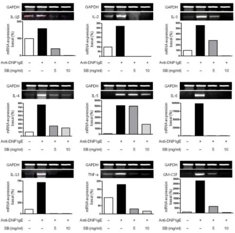 Fig. 5. Effects of SB on the  expression of IL-1β, IL-2,  IL-3, IL-4, IL-5, IL-6, IL-13,  TNF-α  and GM-CSF mRNA  in the anti-DNP  IgE-sen-sitized RBL-2H3.