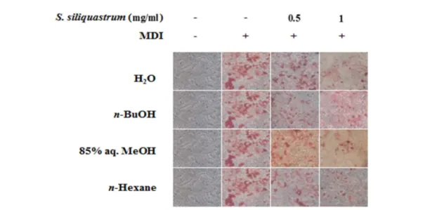 Fig. 4. Effect of the solvent fractions from S. siliquastrum on PPARγ and C/EBPα gene expressions in 3T3-L1 adipocytes