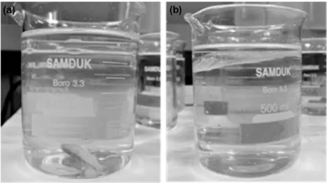 Fig. 1. Density measurement of juvenile cod by density bottle method. (a) shows fish density is greater than the density of solution, (b) is inverse case