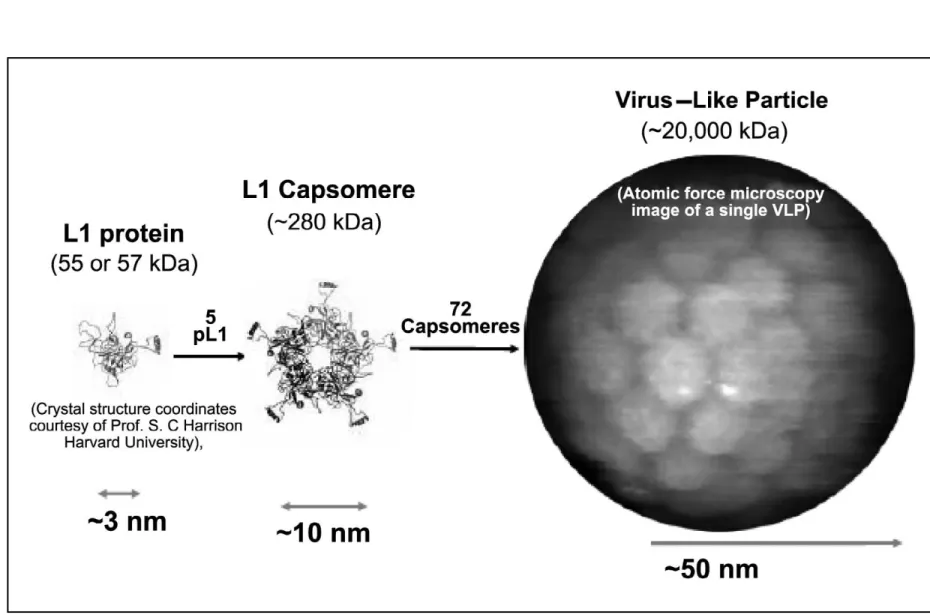 Figure 2. Structure of virus-like particle  