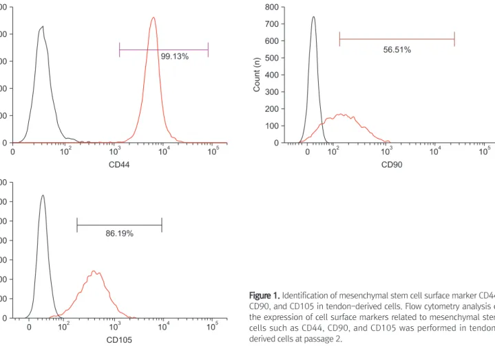 Figure 1. Identification of mesenchymal stem cell surface marker CD44,  CD90, and CD105 in tendon-derived cells