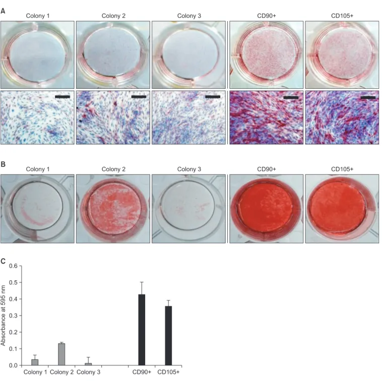 Figure 5. Osteogenic differentiation capacity. Each cell was seeded on 12-well plates and differentiated for 14 days