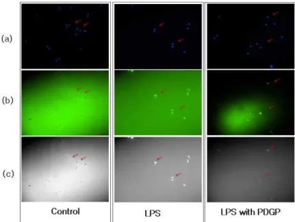 Fig.  4.  Microscopic  observations  and  effects  of  PDGP  on  ROS  generation. 