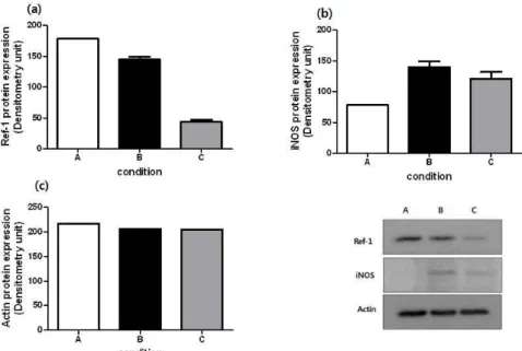 Fig.  5.  Eeffects  of  PDGP  on  Ref-1  and  iNOS  expression  in  LPS-stimulated  RAW   264.7.