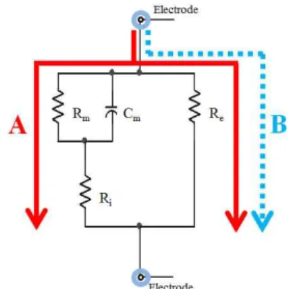 Fig.  1.  Circuit  equivalent  circuit  for  impedance  in  a  cell  or  tissue.