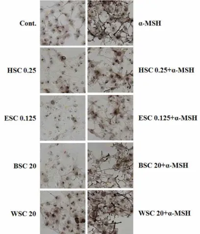Fig.  6.  Observation  of  tyrosinase  activity  by  DO PA  stain  after  treated  with  HSC,  ESC,  BSC,  W SC,  and  α -M SH  in  B16F10  cells
