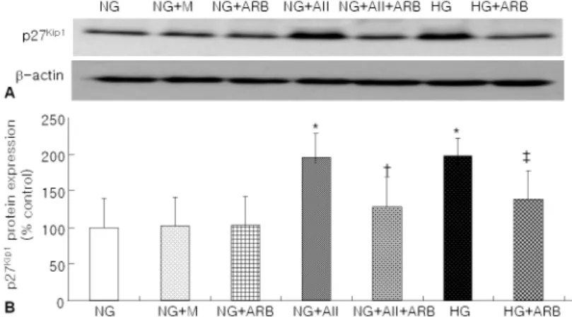 Fig. 3. (A) A representative Western blot of p27 Kip1 in podocytes (N=4 in each group)