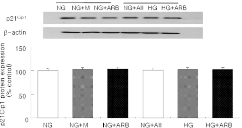 Fig. 5. A representative Western blot of p57 Kip2 in podocytes ex- ex-posed to normal glucose (5.6 mM, NG), high glucose (30 mM, HG), or angiotensin II (AII, 10 -7 M)