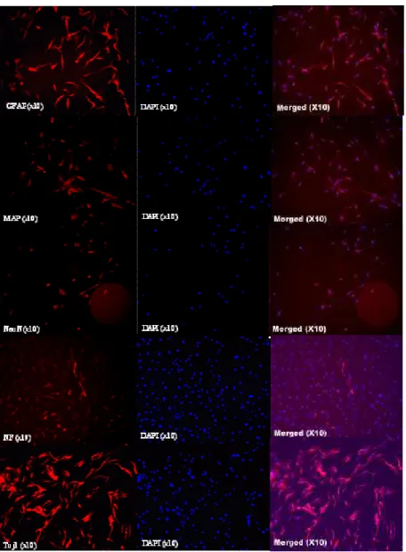 Fig 3. Immunocytochemical expressed confocal images of hMSCs (In vitro) 