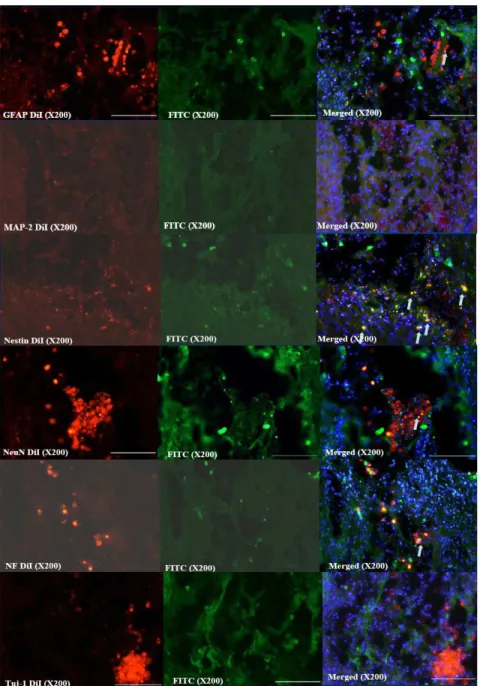 Fig 9. Immunohistochemical findings for neuronal markers   