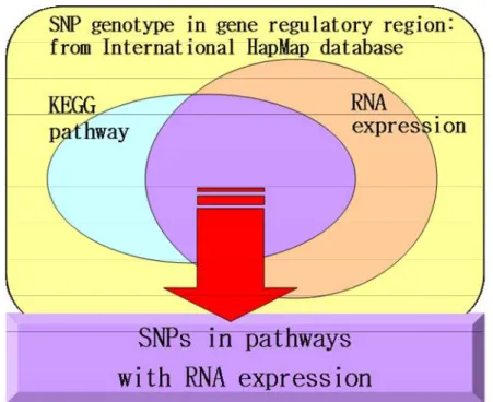 그림   1 1 1 1.  .  .  . 연구 대상. International HapMap database 에서 제공하는 SNP genotype 중  유전자 전사 조절 후보 영역의 SNP 를 연구 대상으로 하였다