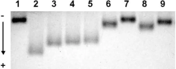 Fig.  6.  Effect  of  PD  extract  on  the  relative  electrophoretic  mobility  of  LDL.