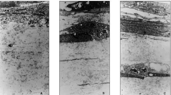 Fig. 3.  콜라겐 겔 표면에 치조골세포를 파종한 후 시간경과에 따른 세포증식을 보여주는 사진. (A) 2주후, (B)