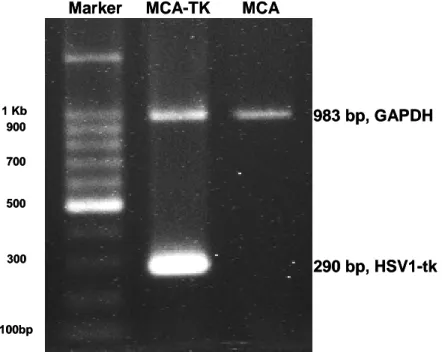 Figure  5.  RT-PCR  analysis  of  HSV1-tk  mRNA  expression  in  MCA-tk  and  MCA  cell