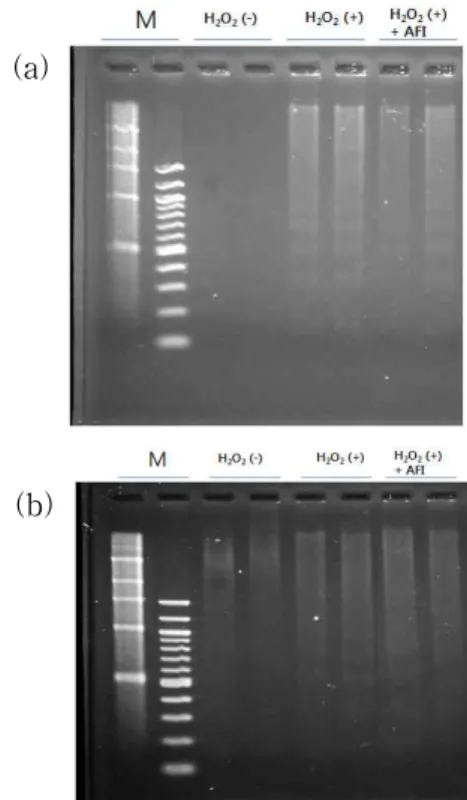 Fig.  4.  Effect  of  AFI  pharmacopuncture  on  DNA  Fragmentaion.