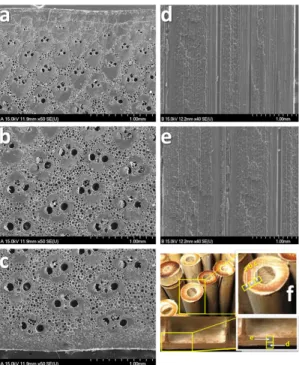Fig. 2. Thermal analysis (TGA) of as-received bamboo sam- sam-ple 