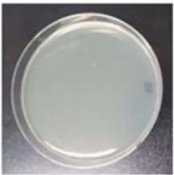 Figure 1. After blowing out to the filter through BVM, FA Shield prevented transmission of bacteria.