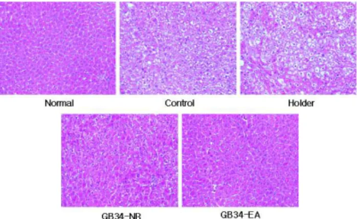Fig. 14. Hematoxylin and Eosin Stain of Liver Sections of CCl 4 -intoxicated Rats.