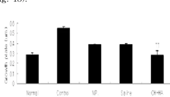 Fig. 15. Effect of CH-HA on growth plate length  of tibia in ovariectomized mice.