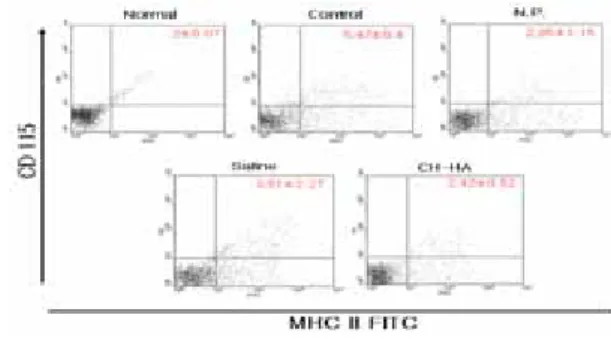Fig. 10. Effect of CH-HA on osteoclast like cell in  tibia of ovariectomized mice.