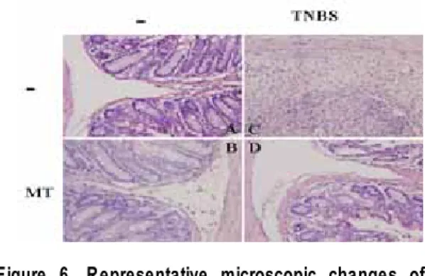 Figure 5. Changes of MPO activity after TNBS  induced colonic inflammation and effects  of preemptive MT herbal acupuncture at  LI11