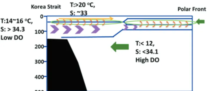 Fig. 17. A schematic diagram of nutrient flux from the advection of water mass at the intermediate layer of Korea Strait