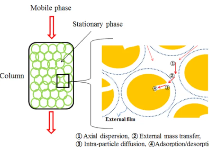 Fig. 1. Scheme of mass transfer processes in the column.