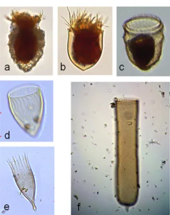 Fig. 5. Annual comparison of neritic and oceanic tintinnid species numbers (a, b) and neritic and oceanic species abundances (c, d) at the D line sampling stations in the northern East China Sea