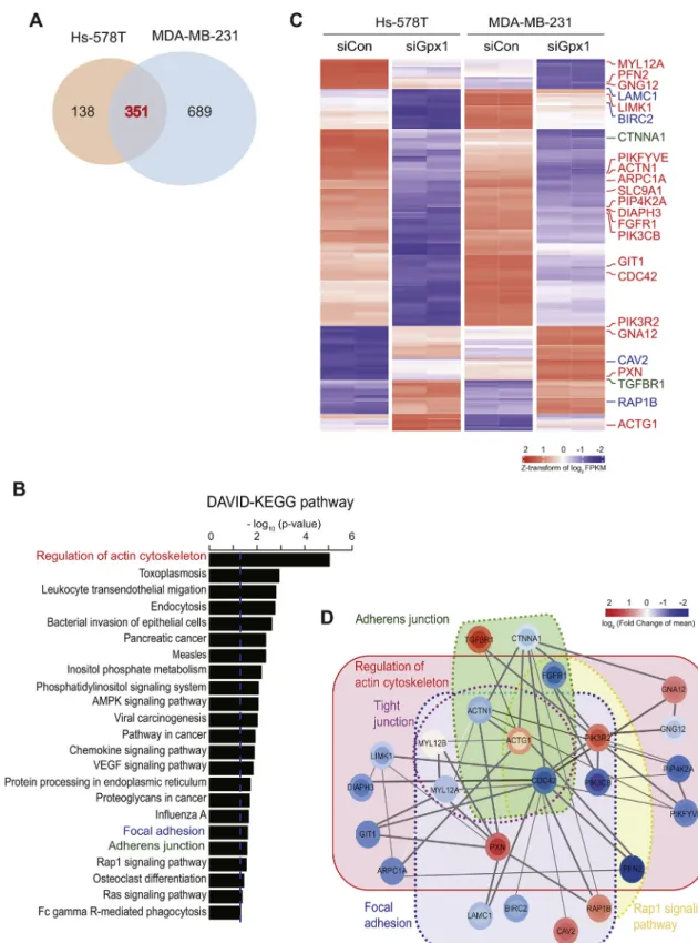 Fig. 5. Transcriptome analysis highlights the role of Gpx1 in TNBC cell adhesion.