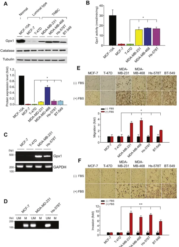 Fig. 1. Gpx1 expression is preserved in the TNBC cells.