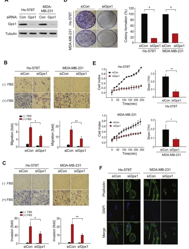 Fig. 2. Absence of Gpx1 impairs the adhesion function of TNBC cells.
